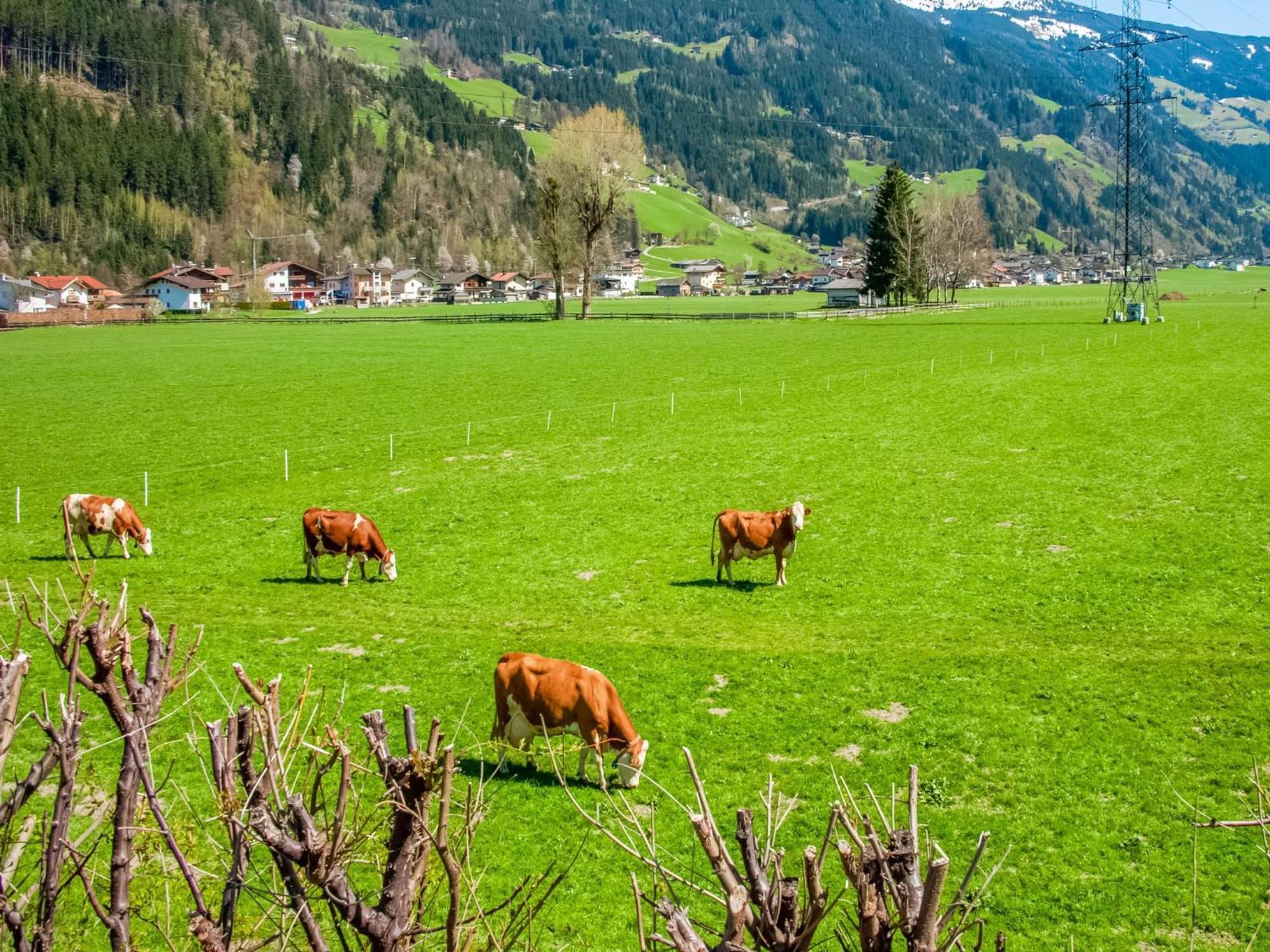 Apartment With Panoramic View Ramsau im Zillertal Zewnętrze zdjęcie